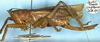 CollectionObject 1516740; 4f85737c-4de4-4150-8697-b5b3e6e022a6: female, lateral view (holotype). (CollectionObject).