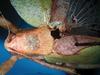 CollectionObject 1500588; 091bb242-262d-4ce0-8b1d-d78a7002f953: female head and pronotum, dorsal view (holotype). (CollectionObject).