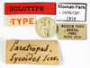 CollectionObject 1587905; MNHN(SF IMPORT DUPLICATE) MNHN-EP-EP1916, 5e5f740b-9530-42f8-89a3-729219fee1bd: CC BY-NC-ND 4.0/MNHN - Depraetere Marion - 2014. Holotype, female, of lycoides Serville, 1838. Specimen number: MNHN-EP-EP1916. http://coldb.mnhn.fr/catalognumber/mnhn/ep/ep1916. (CollectionObject).