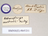 CollectionObject 1558876; NHMUK(SF IMPORT DUPLICATE) 845211, 11c58213-d53b-48a9-8373-39929aef4477: copyright Natural History Museum, London. male, data labels of synonym Heteropteryx australe (lectotype). (CollectionObject).