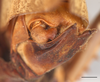CollectionObject 1586781; 7f96ef9e-5ae2-426f-a0b7-8226d26996ea: male abdomen tip, scale bar = 2 mm. (CollectionObject).