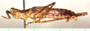 CollectionObject 1544456; 4190af9e-5e65-4905-b597-0a3d5863466e: male, lateral view (paratype). (CollectionObject).