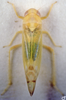 Habitus, dorsal view: !! display not done !! on Ribautiana ognevi (Zakhvatkin, 1948): Habitus (male). (Observation).