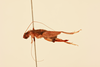 CollectionObject 2071169; NHMUK015982192, d1e8fac1-da3a-442e-b2c8-8edf2a70110b: female, lateral view (paratype). (CollectionObject).