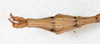 CollectionObject 1559379; NMW 307, 5bcbf320-07a8-4072-a0c5-968e84d6020b: copyright NMW, Vienna. male: end of abdomen, lateral view (holotype). (CollectionObject).
