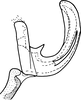 Aedeagus, lateral view on Drabescus pallidus Matsumura, 1912: Aedeagus, lateral view. (Observation).