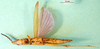 CollectionObject 1501686; d15dc620-d108-4cf3-8da4-9eda8bb6d1fe: female, ventral view. (CollectionObject).