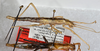 CollectionObject 1564045; cc8e551d-1ee9-4c29-97c7-5418f261e27a: copyright USNM, Washington. (CollectionObject).;CollectionObject 1564046; 13c29edb-6430-4d08-951b-0e6cc08df320: copyright USNM, Washington. (CollectionObject).