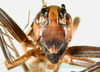 CollectionObject 1501684; 04465ce6-91b5-441c-960f-0fa3d9a5de98: male, frontal view (lectotype). (CollectionObject).