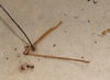 CollectionObject 1561921; 8e12df9e-a411-4f17-b7fd-73eccb54cee1: copyright NZSI, Calcutta. female leg (holotype). (CollectionObject).