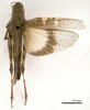 CollectionObject 1538244; c0916a09-98ef-4d96-9a0a-25b727fe70cb: female, dorsal view (holotype). (CollectionObject).