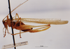 CollectionObject 1503333; MBBJ 3225930, 8febbb87-59de-4d9f-8c6b-59b1e5068202: female, lateral view. (CollectionObject).