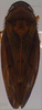 Habitus, dorsal view on Coarctana occultata Domahovski & Cavichioli, 2023: Male holotype [MUSM]: habitus, dorsal view. (Observation).