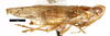 Habitus, lateral view: (Observation).