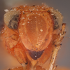 Head: (Observation).