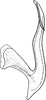 Aedeagus, lateral view on Eupteryx (Eupteryx) vittata (Linnaeus, 1758): Aedeagus, lateral view. (Observation).