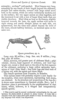 Opaon granulosus Kirby, 1902: p. 381. description, part 2. (Otu).