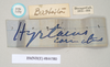CollectionObject 1557401; c6288489-e451-425b-9db5-50f4ddcef3cf: copyright Natural History Museum, London. female, data labels of synonym Hyrtacus carinatus (syntype). (CollectionObject).;CollectionObject 1557402; 4e4ceb52-ad05-4ec8-8f96-df79008f9fb4: copyright Natural History Museum, London. female, data labels of synonym Hyrtacus carinatus (syntype). (CollectionObject).