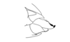 Eurybiacris luteoguttata Descamps, 1979: Fig. 128. female abdomen tip, lateral view. (Otu).