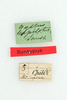 Gryllus (Gryllus) capitatus Saussure, 1874: Labels. Syntype. Male. Chile. a74008e6-dae5-40a0-88c2-d7b3016acd8f. (Otu).