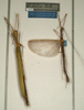 CollectionObject 1560594; 6053d9ac-52c0-4a95-bbdc-31c077963cdb: copyright NMW, Vienna. male and female (syntype). (CollectionObject).;CollectionObject 1560595; 0b40a03b-a42d-450a-9861-7d3975014e39: copyright NMW, Vienna. male and female (syntype). (CollectionObject).