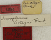 CollectionObject 1534982; 02c6afe0-421f-4927-932e-1d28dc6293c9: labels (syntype). (CollectionObject).