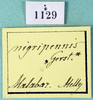 CollectionObject 1500153; dd206c98-bcef-4cf6-a4a8-2c800c374907: labels (holotype). (CollectionObject).