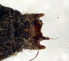CollectionObject 1500490; a02ccc70-ab50-492f-b661-066dbcdf55e9: male cerci (syntype). (CollectionObject).
