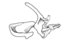 Eurotettix monnei Pujol-Luz, Alves Dos Santos & Guerra, 2001: Fig. 9P. endophallic plate, cingulum and aedeagal valves with sheath, lateral view. (Otu).