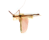 CollectionObject 1559694; 5cccef37-65d5-4826-a9eb-45b87c2c986e: copyright ETHZ. male, dorsal view of synonym Marmessoidea unicolor (lectotype) [care another male with data label designated LT by Seow. (CollectionObject).
