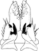 Subgenital plate: !! display not done !! on Diplocolenus (Diplocolenus) bohemanni (Zetterstedt, 1837): Subgenital plates. (Observation).