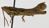 CollectionObject 1523773; 1fce6014-41cc-4544-86bc-39949d7a1bb2: male, lateral view (holotype). (CollectionObject).