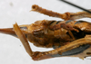 CollectionObject 1535037; 20c4037b-51ee-4c7f-a66a-4284a02ac41a: female subgenital plate (holotype). (CollectionObject).