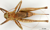 CollectionObject 1530837; 02aa7e7e-d929-427b-88c9-bf1b3e880fb8: female, dorsal view (paratype). (CollectionObject).