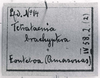 CollectionObject 1479100; ce850c82-dad8-48f5-870e-73cb26266ebc: Image C.S. Carbonell. label (type of Tetrataenia brachyptera). (CollectionObject).