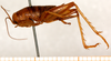 CollectionObject 1499672; b8820694-29f0-4b06-931a-fe4953d84700: female, lateral view (allotype). (CollectionObject).