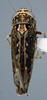 Habitus, dorsal view: (Observation).
