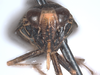Head on Docalidia tuberculata Nielson, 1982: (Observation).