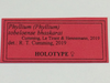 CollectionObject 1586482; 92dd25be-86b6-4562-9d3b-7f8bfd4968b9: copyright IMQC. female, data labels (holotype). (CollectionObject).