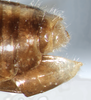 CollectionObject 1597516; 55bbbff4-ce9c-4143-9b6e-e2611638e56e: male abdomen tip, lateral view (holotype). (CollectionObject).