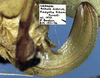 Brycoptera lobata Ragge, 1981: female ovipositor (paratype). (Otu).