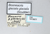 CollectionObject 2869237; c6c8bb56-0d00-4982-b194-f08f15f0202a, CNCI 1013677: Booneacris glacialis glacialis. (CollectionObject).