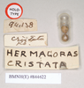 Hermagoras hosei Kirby, 1896: copyright Natural History Museum, London. female: data labels [rectangular label reversed] of synonym Hermagoras cristatus (holotype). (Otu).