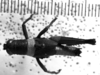 CollectionObject 1506423; d24da808-3b67-4803-8759-21e03e327b11: Image Carbonell, C.S. male, dorsal view (holotype). (CollectionObject).