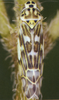 Habitus, dorsal view on Eupteryx (Eupteryx) collina (Flor, 1861): Habitus (female). (Observation).