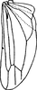 Hind wing on Nlunga Dworakowska, 1974: Hind wing (T. (N.) reeneni Dwor.). (Observation).