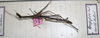 Carlius longipes (Carl, 1915): copyright MNHG, Geneva. male (? type). (Otu).