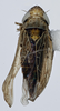 Habitus, dorsal view: (Observation).