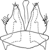 Subgenital plate, ventral view on Bretega orbiverpa Stiller, 2017: Pygofer ventral appendages, ventral view. (Observation).