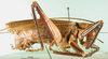 CollectionObject 1501684; 04465ce6-91b5-441c-960f-0fa3d9a5de98: male, lateral view (lectotype). (CollectionObject).